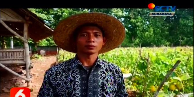 VIDEO: Budidaya Melon oleh Siswa SMK Mambaul Ihsan di Lahan Kosong Sekolah