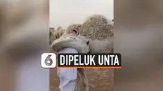 THUMBNAIL DIPELUK UNTA