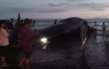 Paus Sperma Panjang 15 Meter Mati Terdampar di Pantai Jembrana