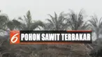 Kebakaran terjadi di kawasan Muara Belida ini sudah berlansung sejak Minggu lalu, akibatnya puluhan hektar lahan sawitpun habis terbakar.