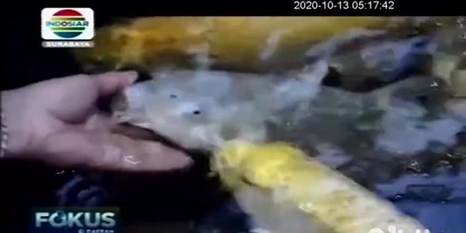VIDEO: Pelihara Ikan Koi, Cara Dokter di Jember Usir Rasa Jenuh saat Pandemi