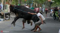 Digoda, Sapi Kurban Mengamuk dan Lukai 3 Orang