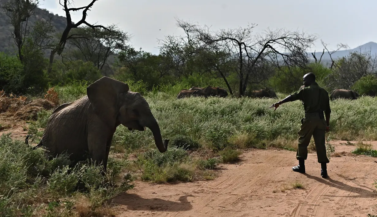 Seekor gajah betina bermain bersama penjaganya saat jalan-jalan rutin di Reteti Elephant Sanctuary, Namunyak Wildlife Conservancy, Kenya, Rabu (26/2/2020). Setiap tahunnya sekitar lima hingga sepuluh anak gajah diselamatkan dari populasi sekitar 8.700. (TONY KARUMBA/AFP)