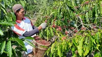 PT Pertamina Geothermal Energy (PGE) Area Ulubelu di Kabupaten Tanggamus, Provinsi Lampung memberdayakan masyarakat dengan mengoptimalkan potensi tanaman kopi di sekitar area operasi melalui program Rumah Belajar Kopi dan Geowisata-Kopi.
