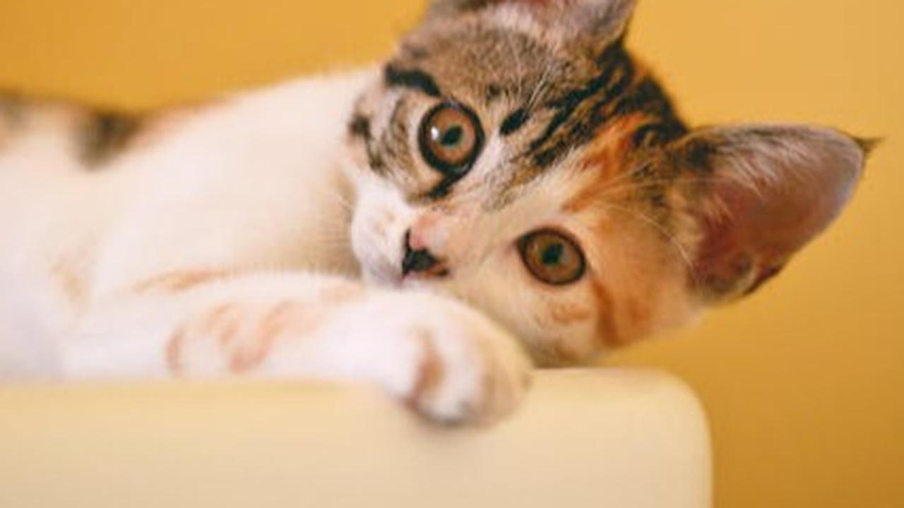 Ilustrasi Kucing Kembang Telon