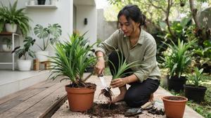 10 Cara Memangkas Tanaman Pandan Supaya Tumbuh Lebih Banyak Anakan, Mudah Dicoba
