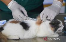 31 Puskeswan Kaltim Optimalkan Layanan Vaksinasi Rabies, Lindungi Hewan dan Manusia