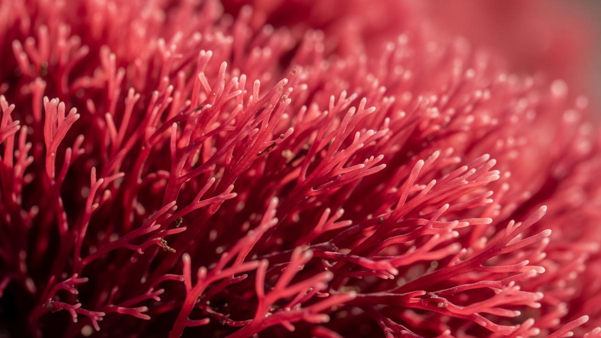 7 Manfaat Alga Merah untuk Kesehatan dan Kecantikan, Dari Lautan untuk Kehidupan