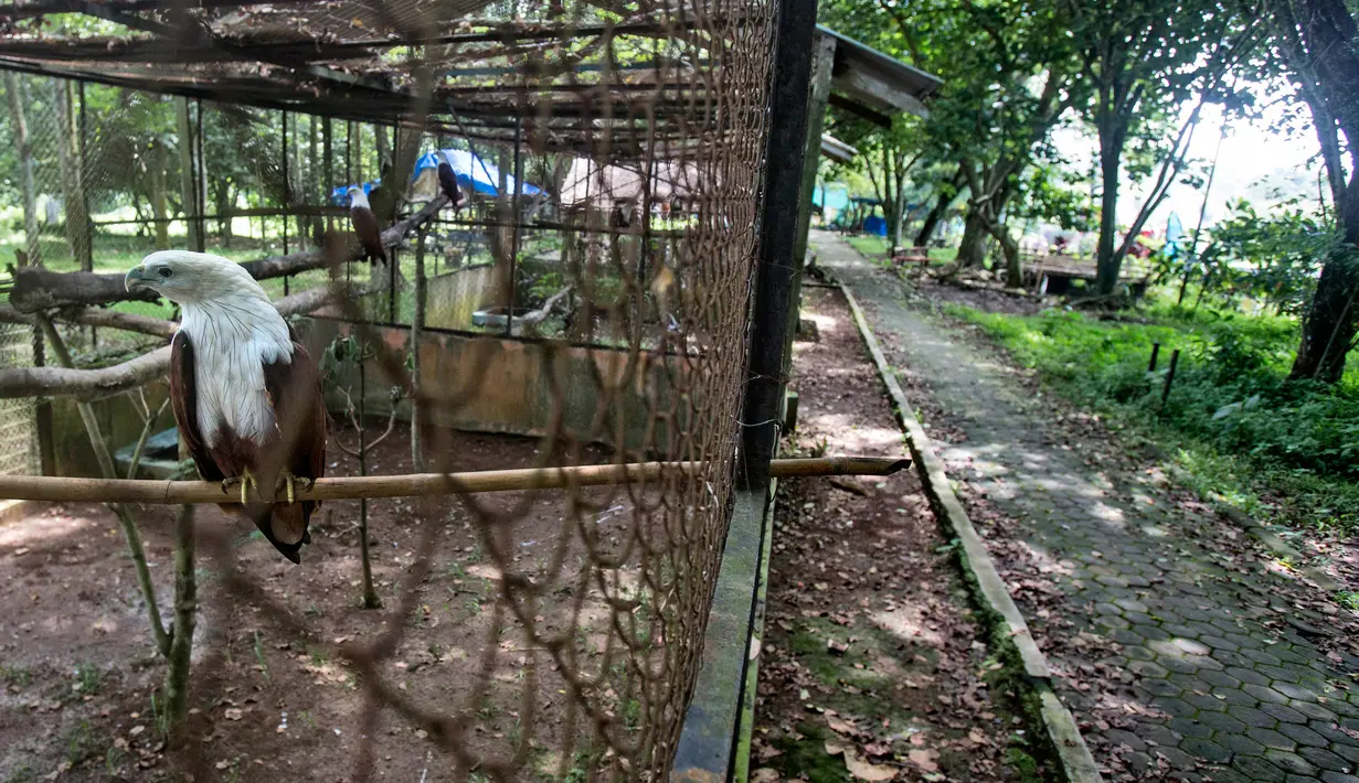 Seekor elang terlihat di dalam kandangnya di Kebun Binatang Medan, Sumatera Utara pada 3 Mei 2020. Manajemen kebun binatang berusaha mencari sumbangan uang dan makanan untuk kebutuhan ratusan satwa setelah tidak adanya pemasukan semenjak ditutup terkait pandemi COVID-19. (AP/Binsar Bakkara)