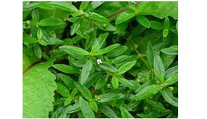 Rumput Mutiara (Sumber: Wikipedia.id)