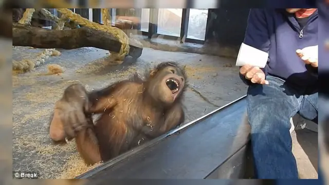 Orangutan sulap-03