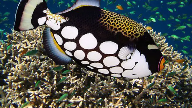 7 Ikan Paling Cantik di Muka Bumi