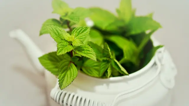 Makanan Penyebab Asam Lambung Naik