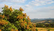 12 Tips Menanam Kelengkeng agar Tidak Menjulang Tinggi dan Cepat Menghasilkan Buah