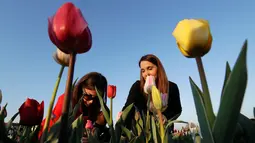 Pengunjung memetik bunga tulip di Cornaredo, Italia, (29/3). Lahan berisikan bunga tulip ini merupakan tempat penanaman pertama di Italia. Taman bunga tulip ini dibuka pada tanggal 28 Maret. (AP/Antonio Calanni)