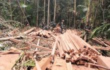 Aksi Marinir gagalkan illegal logging di Taman Nasional Sembilang