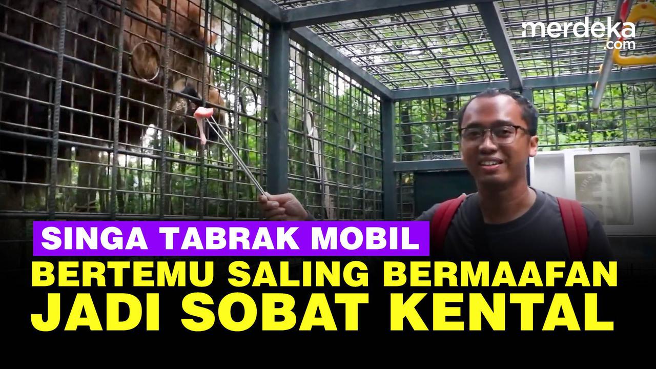 VIDEO: Usai Tabrak Mobil, Singa & Pemilik Yaris Kini Jadi Bestie