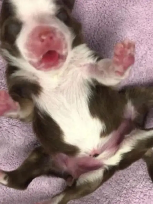 Viral, Anak Anjing Lucu Lahir dengan Enam Kaki dan Dua Ekor