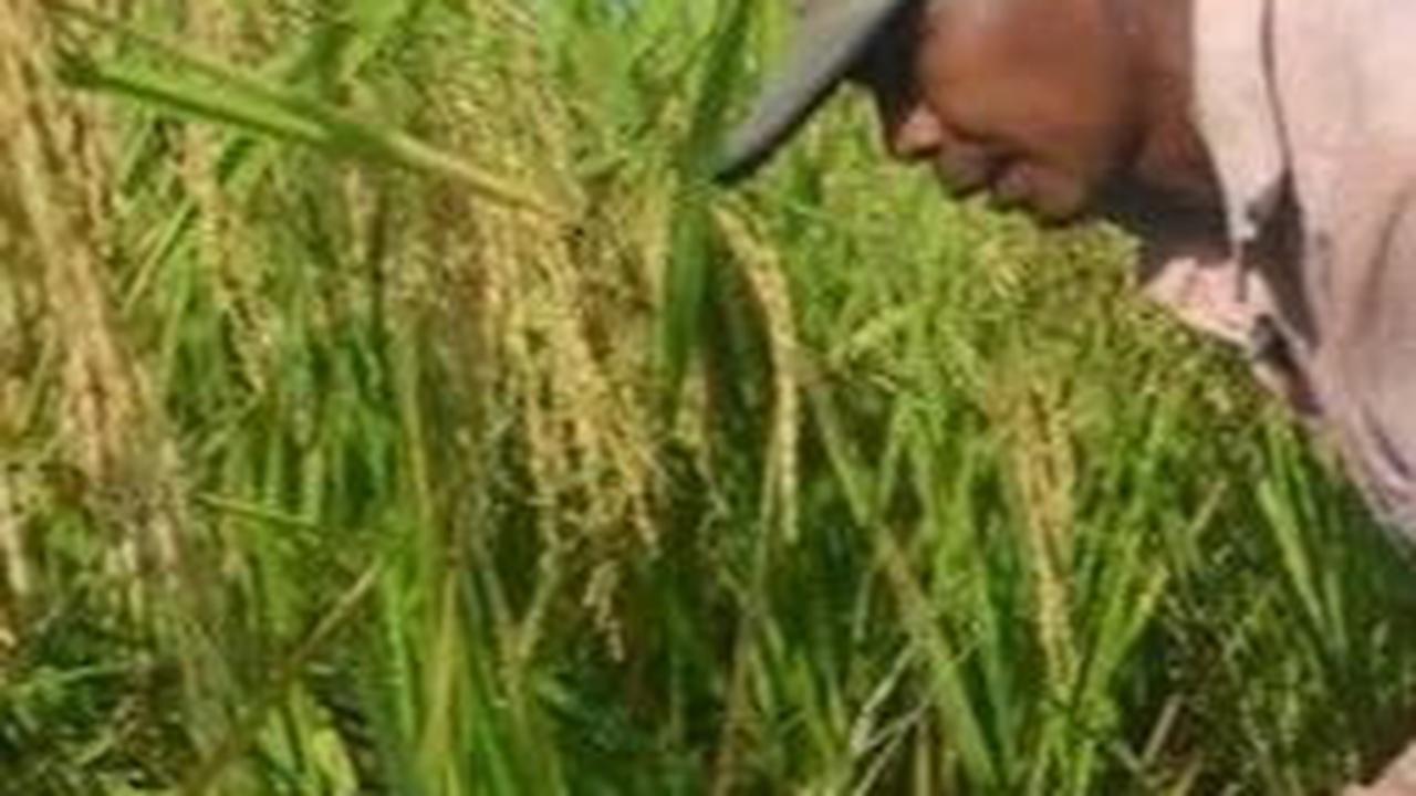 Harga Beras Terus Melonjak, Food Estate di Kalimantan Tengah Baru Panen Raya Bulan Maret