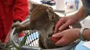 Koala yang terluka bakar mendapat perawatan dokter hewan di Kangaroo Island Wildlife Park, Pulau Kanguru, Australia, 14 Januari 2020. Menurut data Komisi Spesies Terancam, sekitar 30 persen habitat koala yaitu hutan eukaliptus di negara bagian NSW mungkin telah musnah. (PETER PARKS/AFP)
