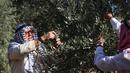 Relawan Palestina membantu petani memanen buah zaitun selama musim panen di sebuah ladang di lingkungan Shijaiyah dekat perbatasan dengan Israel, timur Kota Gaza (7/10/2021). (AFP/Mohammed Abed)