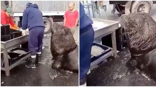 Aksi Singa Laut Masuk Pasar Ikan Minta Makanan Ini Kejutkan Netizen