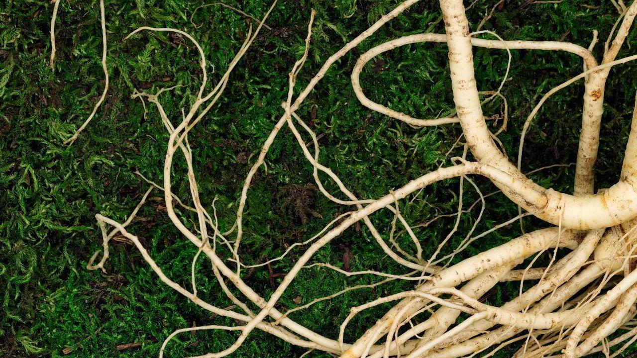 Namun, efek penurunan gula darah bisa bervariasi, tergantung dari senyawa aktif yang terkandung dalam masing-masing ginseng.