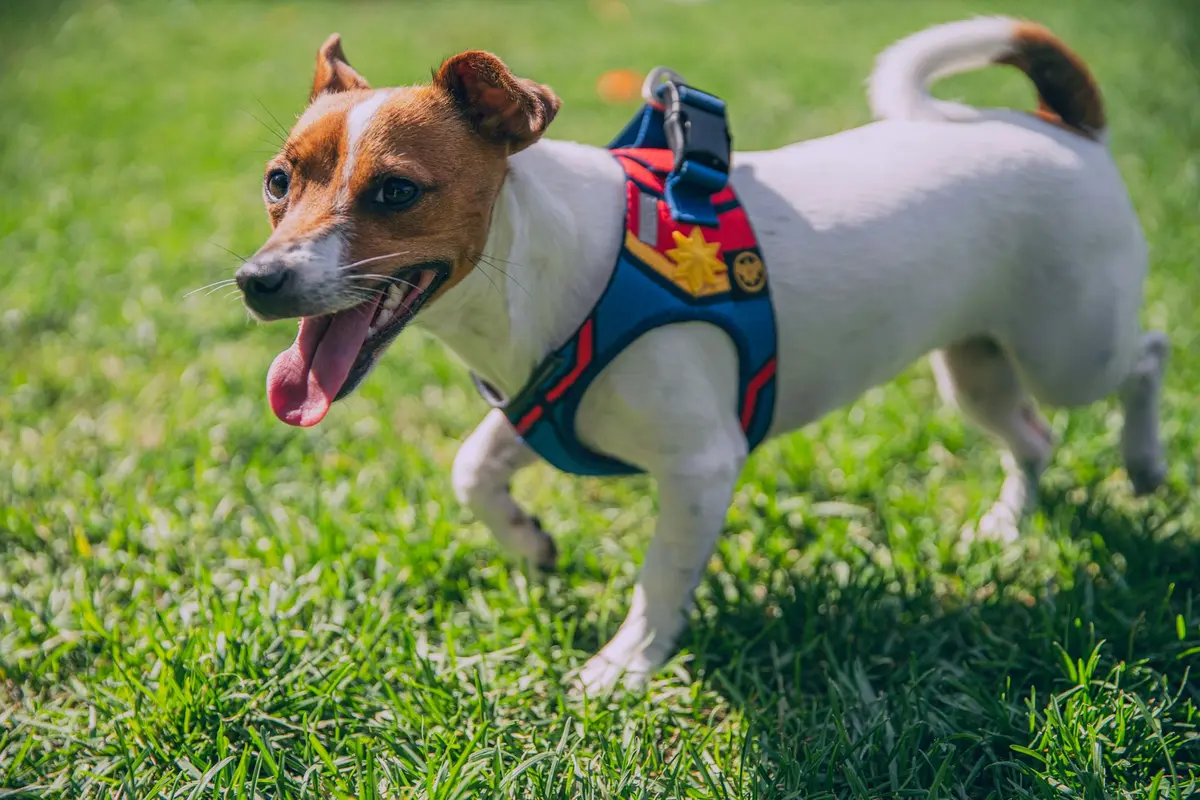 Dog Harness