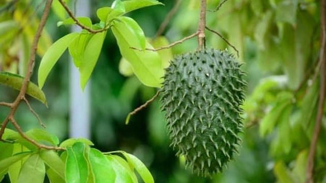 ⁠Manfaat Daun Sirsak untuk Tumor dan Kesehatan Lainnya, Ketahui Pula Efek Sampingnya