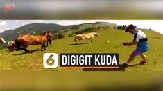 digigit kuda