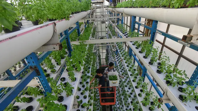 Gunakan Sistem Pertanian Hidroponik Vertikal, Ladang Farm Hasilkan Dua Ton Sayuran Segar