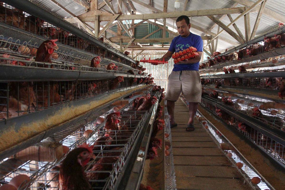 Harga Telur Peternak Dipatok Rp 24 Ribu per Kilogram