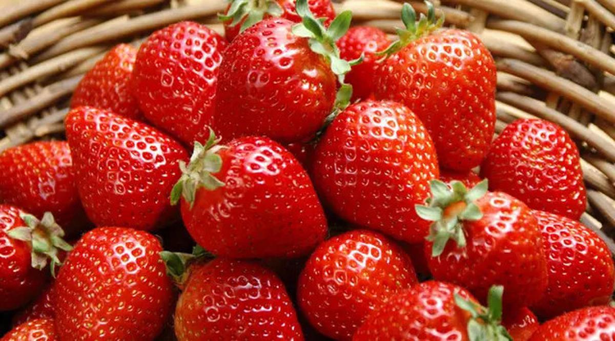 Dari Sukulen hingga Strawberry, 7 Pilihan Tanaman untuk Menyulap Halaman Jadi Cantik dan Produktif