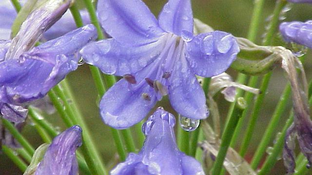 tanaman agapanthus (Wikipedia.org)
