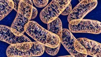 Mitokondria (iStockphoto)