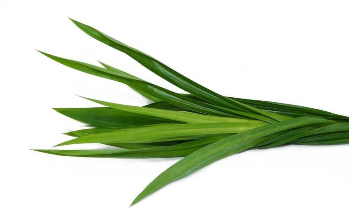 ilustrasi daun pandan merupakan tanaman herbal/pexels