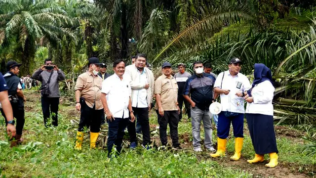 Lahan PTPN IV