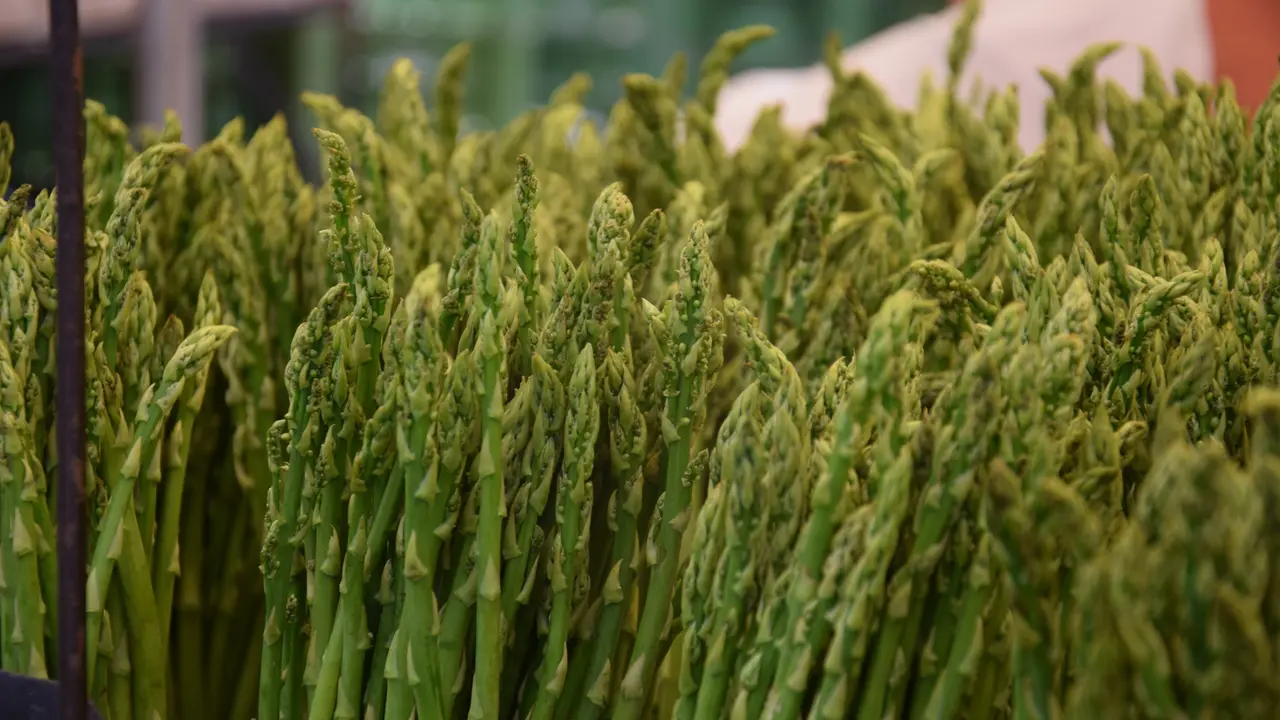 Tanaman Hias Asparagus