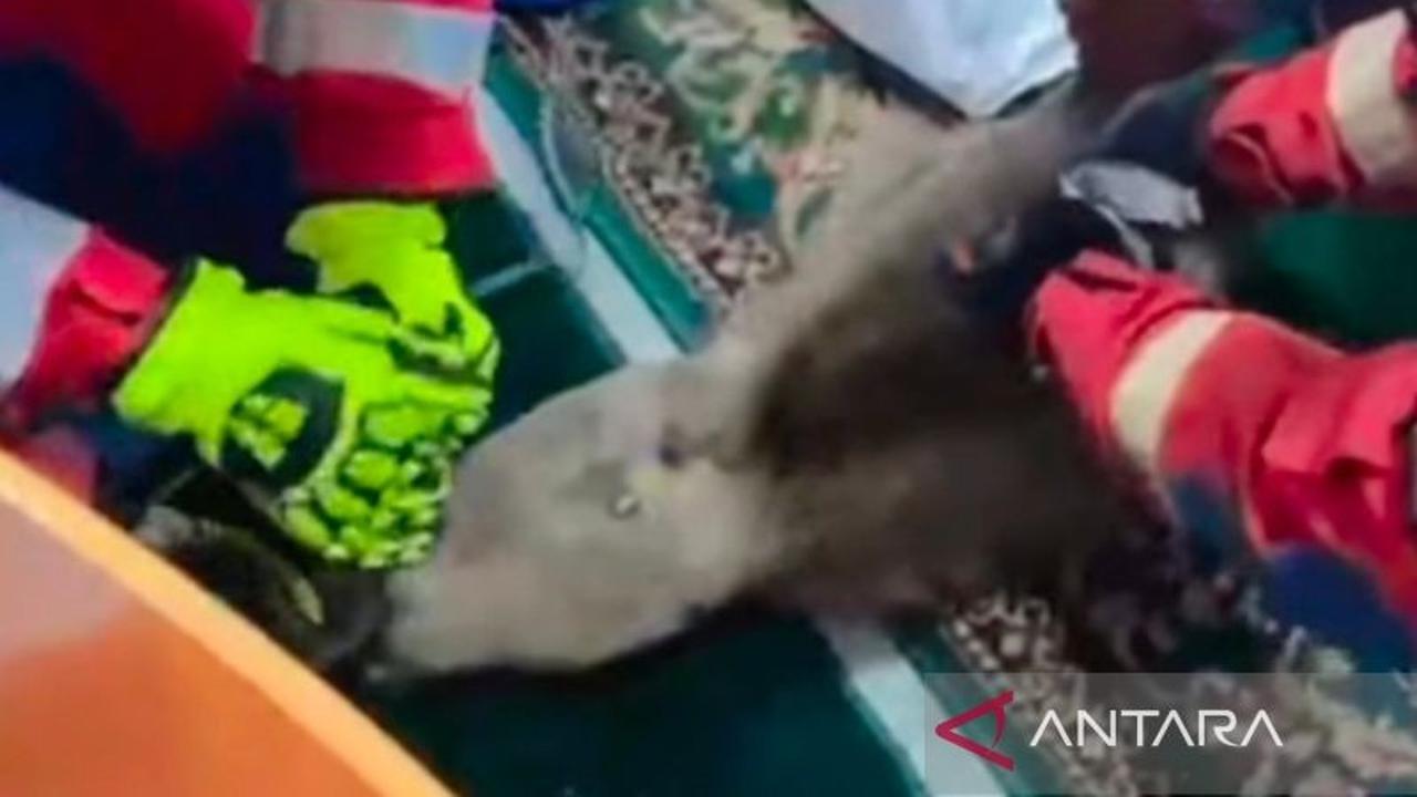 Gulkarmat Jaktim Berhasil Evakuasi Monyet Liar yang Masuk Masjid di Cakung Barat