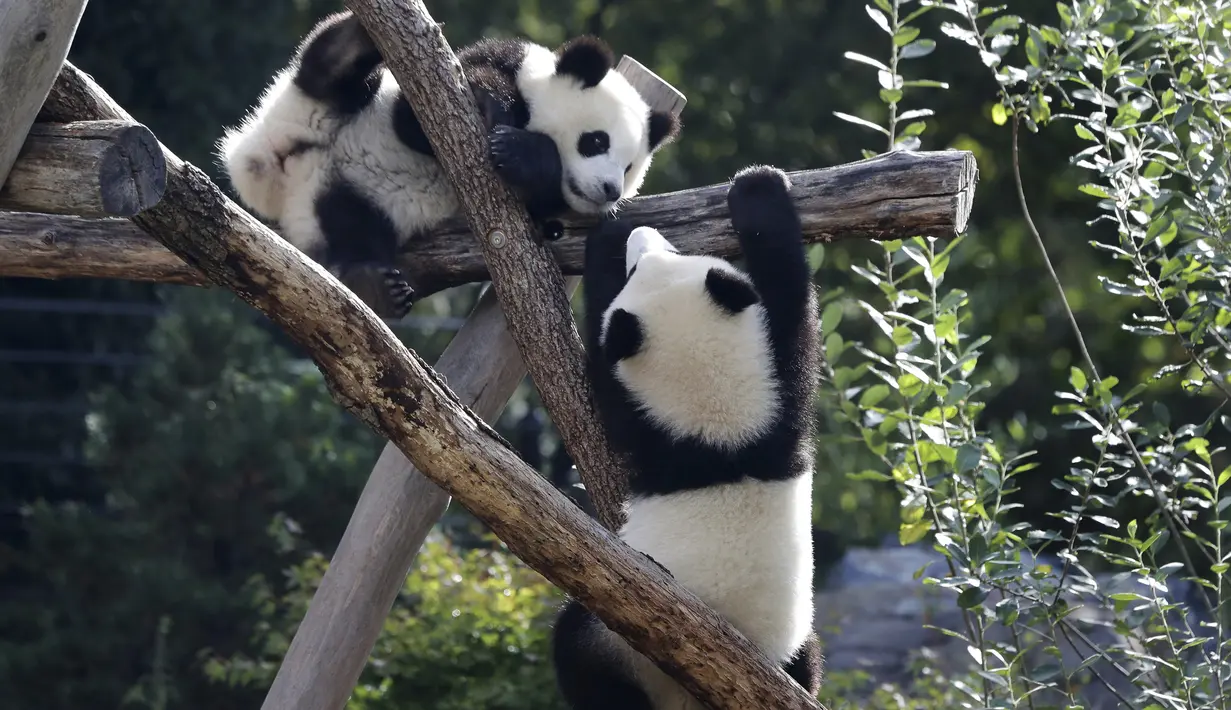 Anak panda Meng Xiang (nama panggilan Piet), kanan, dan Meng Yuan (nama panggilan Paule), kiri, memanjat dalam kandang saat ulang tahun pertama mereka di Berlin, Jerman, Senin (31/8/2020). (AP Photo/Michael Sohn)