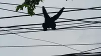 Siamang lepas dari kandang dan bergelantungan di kabel dan pohon di Jalan Penggilingan, Cakung, Jakarta Timur (Liputan6.com/Nanda)