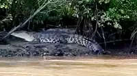 Penampakan Buaya Nusakambangan di Terobosan Buaya atau Tikungan Buaya di Laguna Segara Anakan, Cilacap. (Foto: Liputan6.com/istimewa/Muhamad Ridlo)