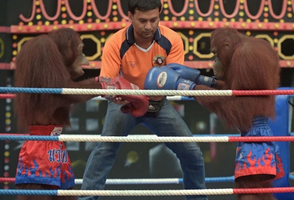 Aksi seru dan lucu orang utan bertanding Muay Thai