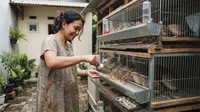 Cara Ternak Puyuh Petelur untuk Ibu Rumah Tangga dengan Hasil 1 Bulan, Simak Tipsnya
