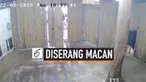 Seorang bocah lelaki berusia 2 tahun diterkam macan tutul setelah kakeknya tidak sengaja membuka pintu kandang di kebun binatang di Thailand. Korban menderita patah tulang pipi.
