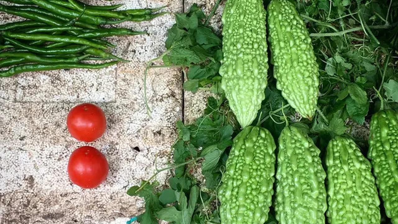 Tips Ampuh Mengurangi Pahit Pare, Pakai 2 Bahan Sederhana dari Dapur