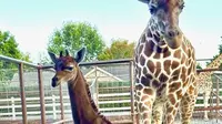 David Bright, salah satu pemilik kebun binatang, mengatakan hewan tersebut langk. Jerapah yang lahir pada 31 Juli saat ini sudah memiliki tinggi 183 centimeter. (Tony Bright/Brights Zoo via AP)