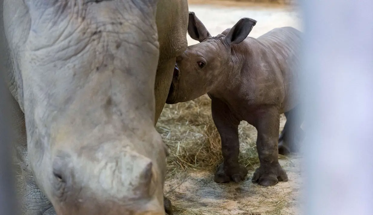 Foto diambil pada 15 Oktober 2021 menunjukkan seekor bayi badak bernama Mosl dan induknya, Tala, di kandang mereka di taman zoologi Amneville, Prancis timur. Bayi badak jantan seberat 50 kg yang lahir pada 6 Oktober dari program konservasi untuk spesies tersebut. (JEAN-CHRISTOPHE VERHAEGEN / AFP)