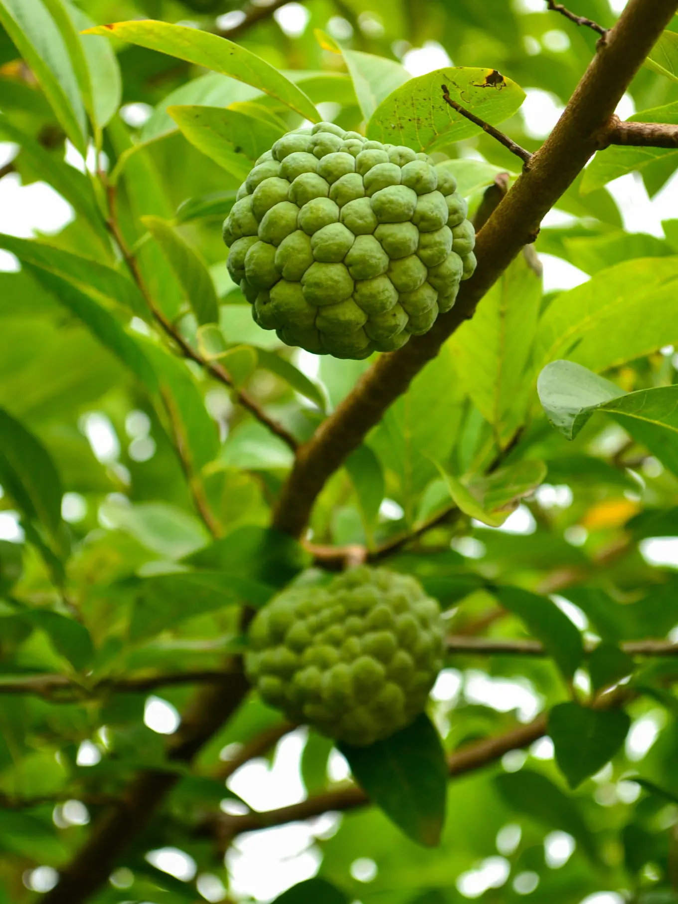 Sudah Mulai Banyak Dijual, Ini 10 Manfaat Buah Srikaya Lengkap Efek ...