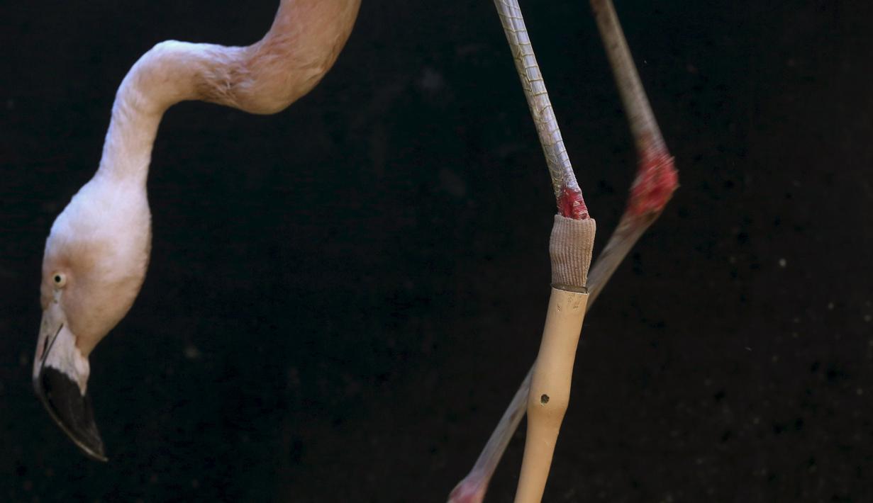 Seekor flamingo beraktivitas menggunakan kaki palsu di Kebun Binatang Sorocaba, Sorocaba, Brasil (1/7/2015). Flamingo Chile dipasangi kaki palsu karena bagian bawah kaki kirinya yang mengalami patah tulang telah diamputasi. (REUTERS/Paulo Whitaker)
